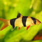 Clown Loach