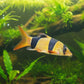 A live aquarium fish, likely a Bristlenose Plecostomus, swimming in an aquarium. The fish features three vertical bands of black, yellow, and orange, with a yellow and orange body, swimming in front of a blurred background of aquarium decorations and gravel.