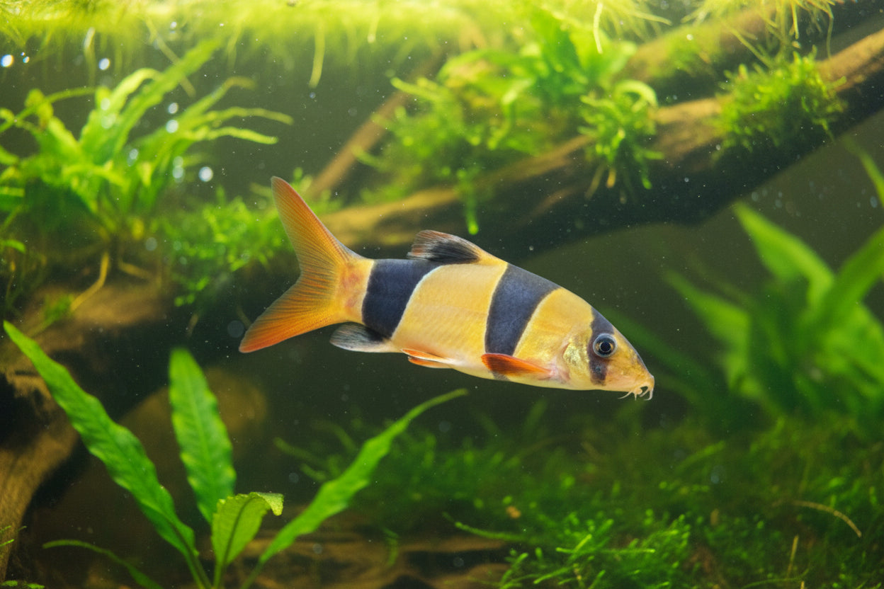 A live aquarium fish, likely a Bristlenose Plecostomus, swimming in an aquarium. The fish features three vertical bands of black, yellow, and orange, with a yellow and orange body, swimming in front of a blurred background of aquarium decorations and gravel.
