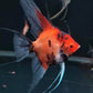 SUPER RED DEVIL ANGEL FISH | Premium Aquarium Fish