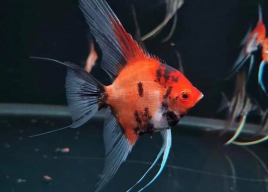 SUPER RED DEVIL ANGEL FISH | Premium Aquarium Fish