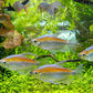 Congo Tetra