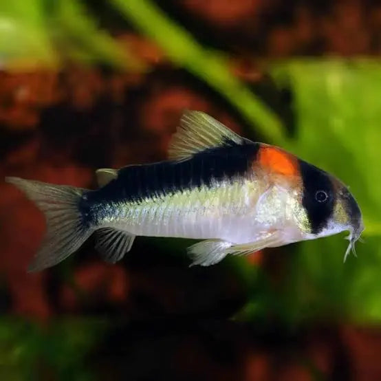 Corydoras Adolfoi