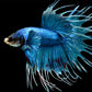 CROWN TAIL BETTA - male