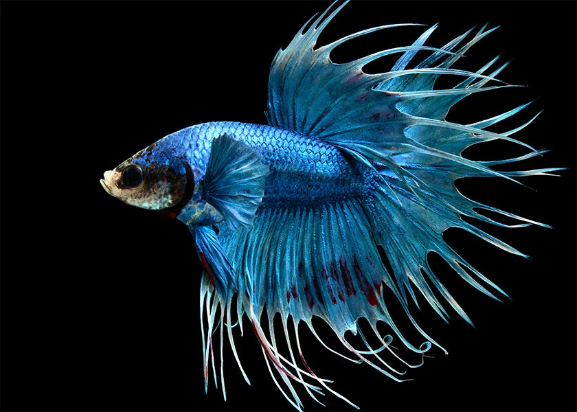 CROWN TAIL BETTA - male