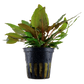 Cryptocoryne wendtii 'Tropica'