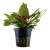 Cryptocoryne wendtii 'Tropica'