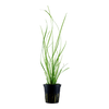 Cyperus helferi