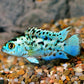 Electric Blue Jack Dempsey Cichlids