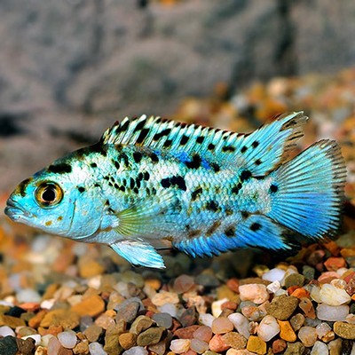 Electric Blue Jack Dempsey Cichlids