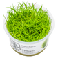 Eleocharis acicularis