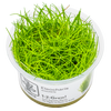 Eleocharis acicularis