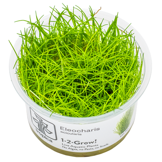 Eleocharis acicularis