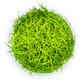 Eleocharis acicularis