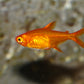Ember Tetra