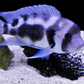Black Widow Frontosa Cichlid swimming gracefully in an aquarium with rocks and sand.