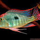 GEOPHAGUS