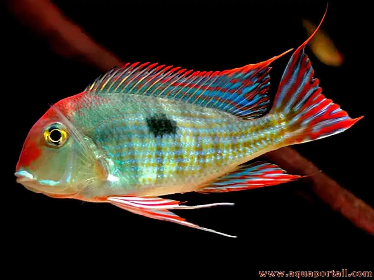 GEOPHAGUS