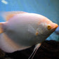 GIANT GOURAMI