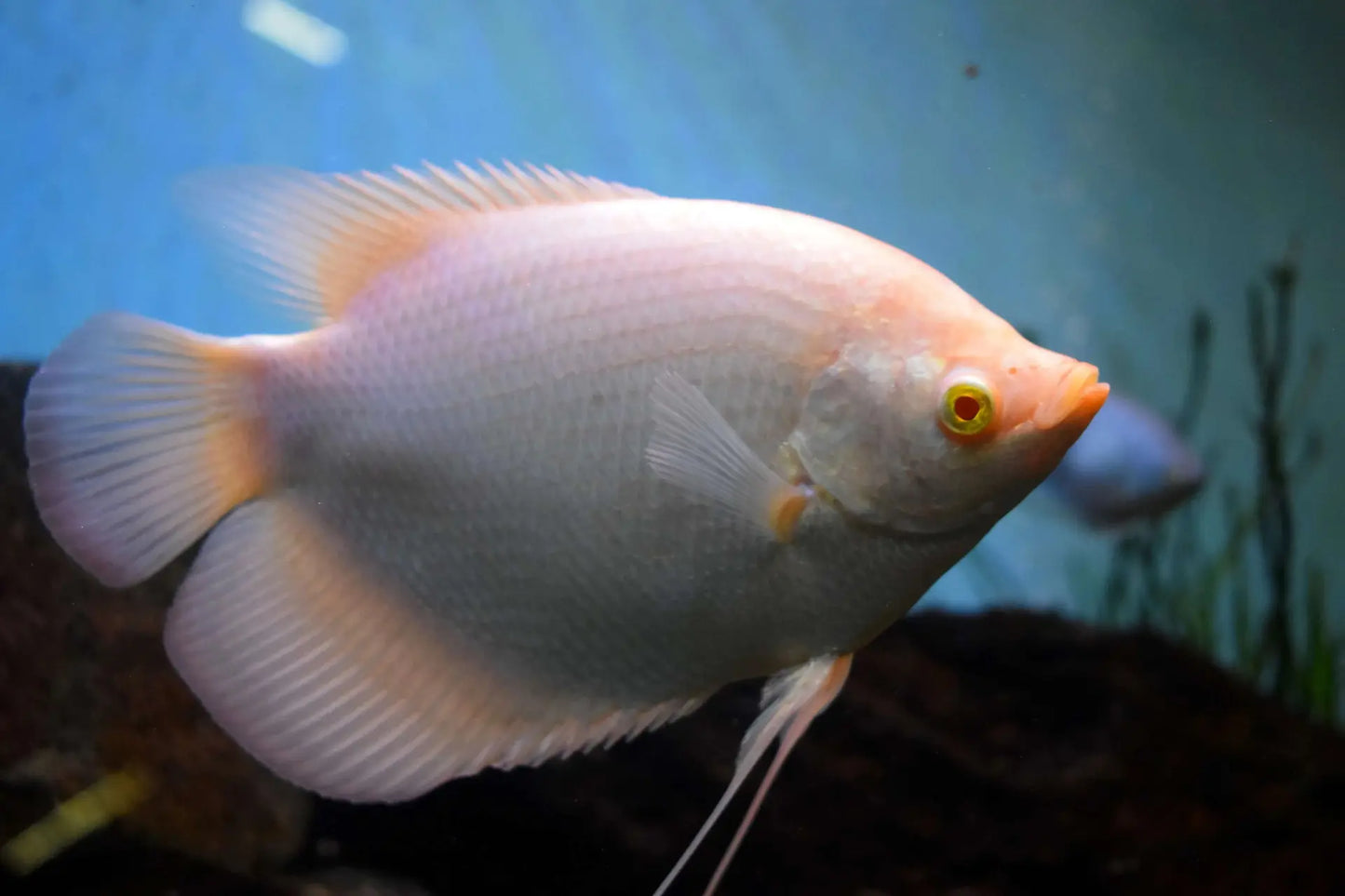 GIANT GOURAMI