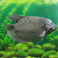 A live gourami fish swimming in an aquarium environment with dark, rocky background.