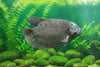 A live gourami fish swimming in an aquarium environment with dark, rocky background.
