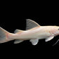 GOLDEN (PANDA) RED TAIL CATFISH