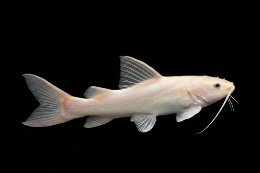 GOLDEN (PANDA) RED TAIL CATFISH