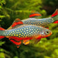 Galaxy Rasbora Danio