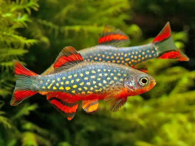 Galaxy Rasbora Danio