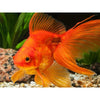 GOLD FISH
