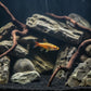 Cloud Mountain minnow