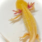 Golden Albino Axolotl