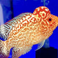 Golden Kamfa Flowerhorn