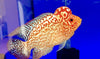 Golden Kamfa Flowerhorn