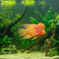 Golden King Kamfa Flowerhorn