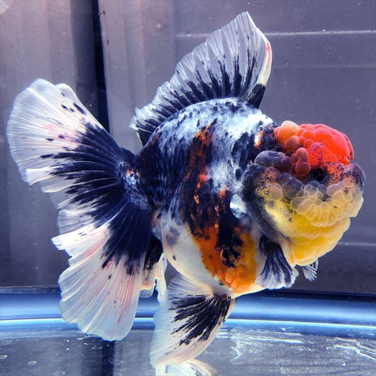 GOLD FISH - CALICO ORANDA
