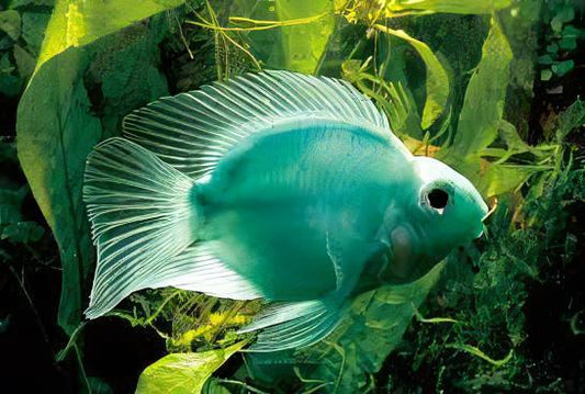Green Parrot Fish