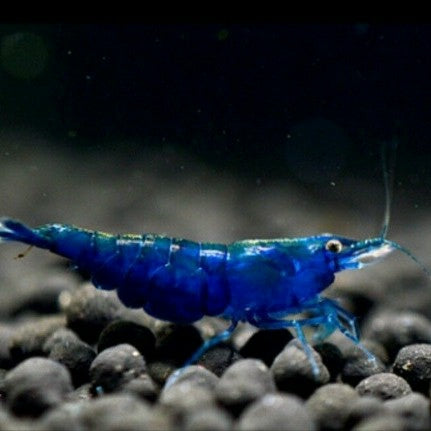 Blue Diamond Shrimp