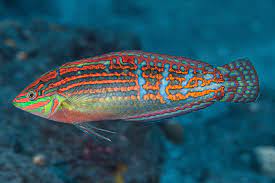 Orange-tipped Rainbow Wrasse