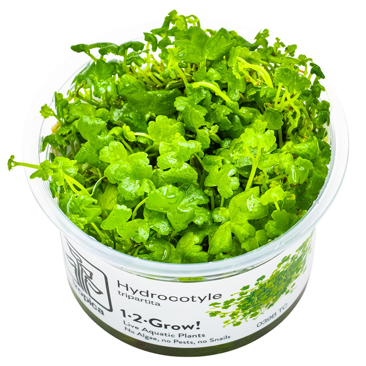 Hydrocotyle tripartita