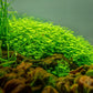 Hydrocotyle tripartita