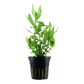 Hygrophila polysperma