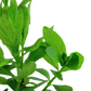 Hygrophila polysperma