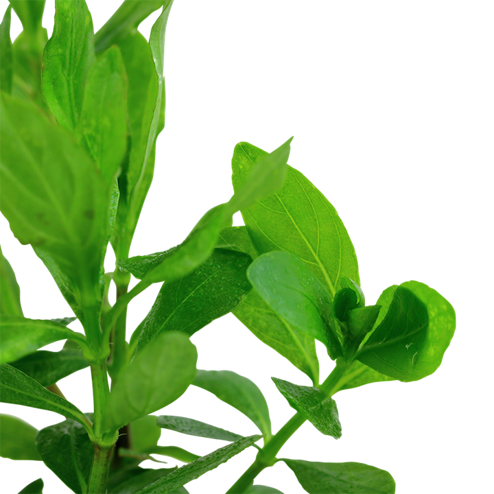 Hygrophila polysperma