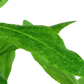 Hygrophila polysperma