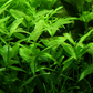 Hygrophila polysperma