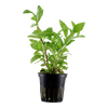 Hygrophila polysperma 'Rosanervig'