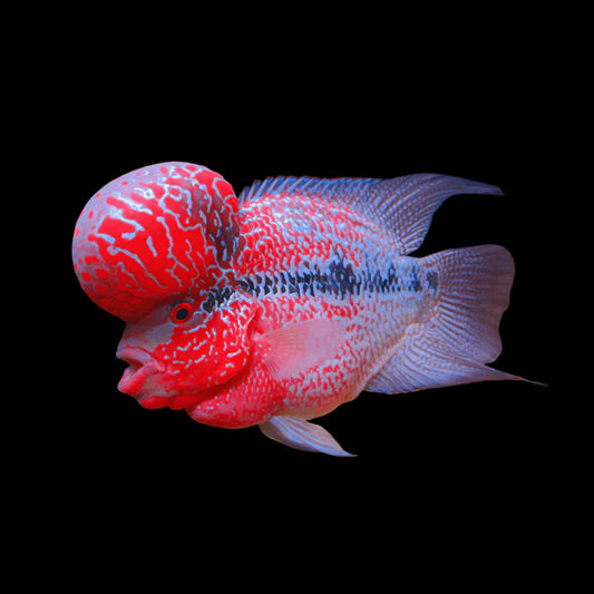 IMPERIAL KING FLOWERHORN