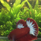 HMPK Hellboy Betta